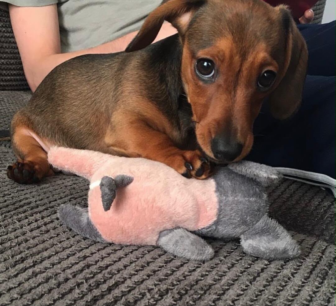 Dachshund puppies for new homes image 1