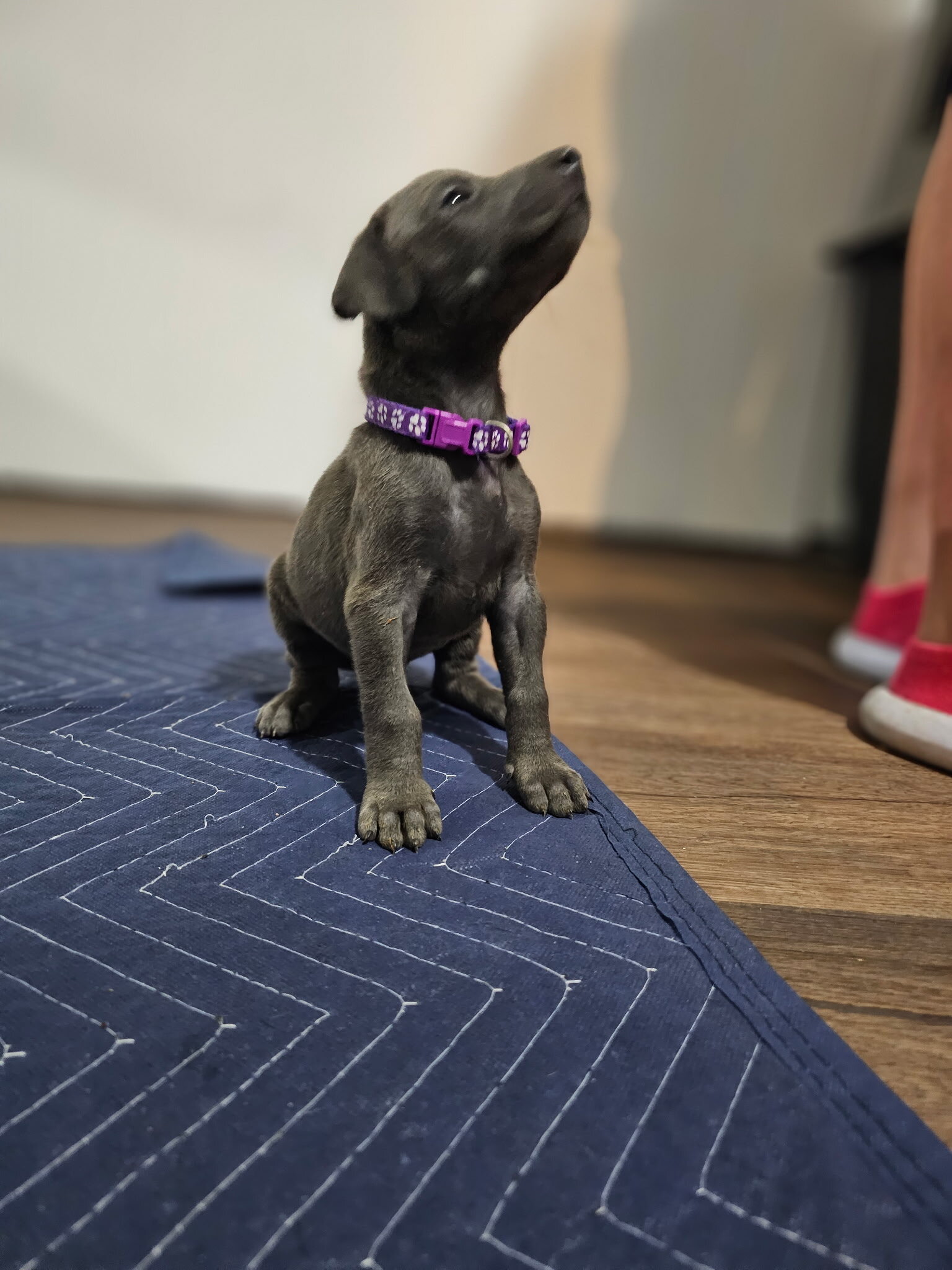 Doberman pinscher image 3