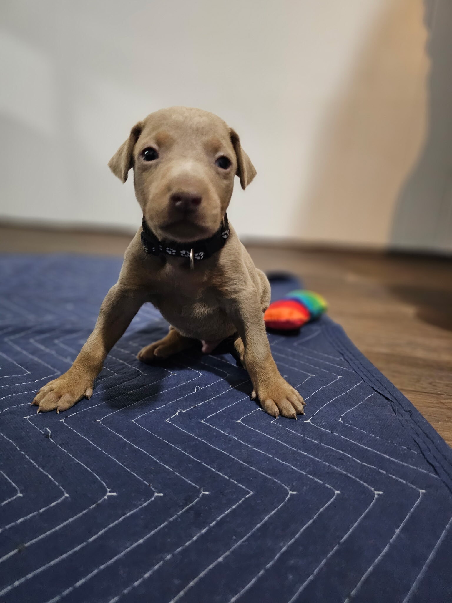 Doberman pinscher image 1