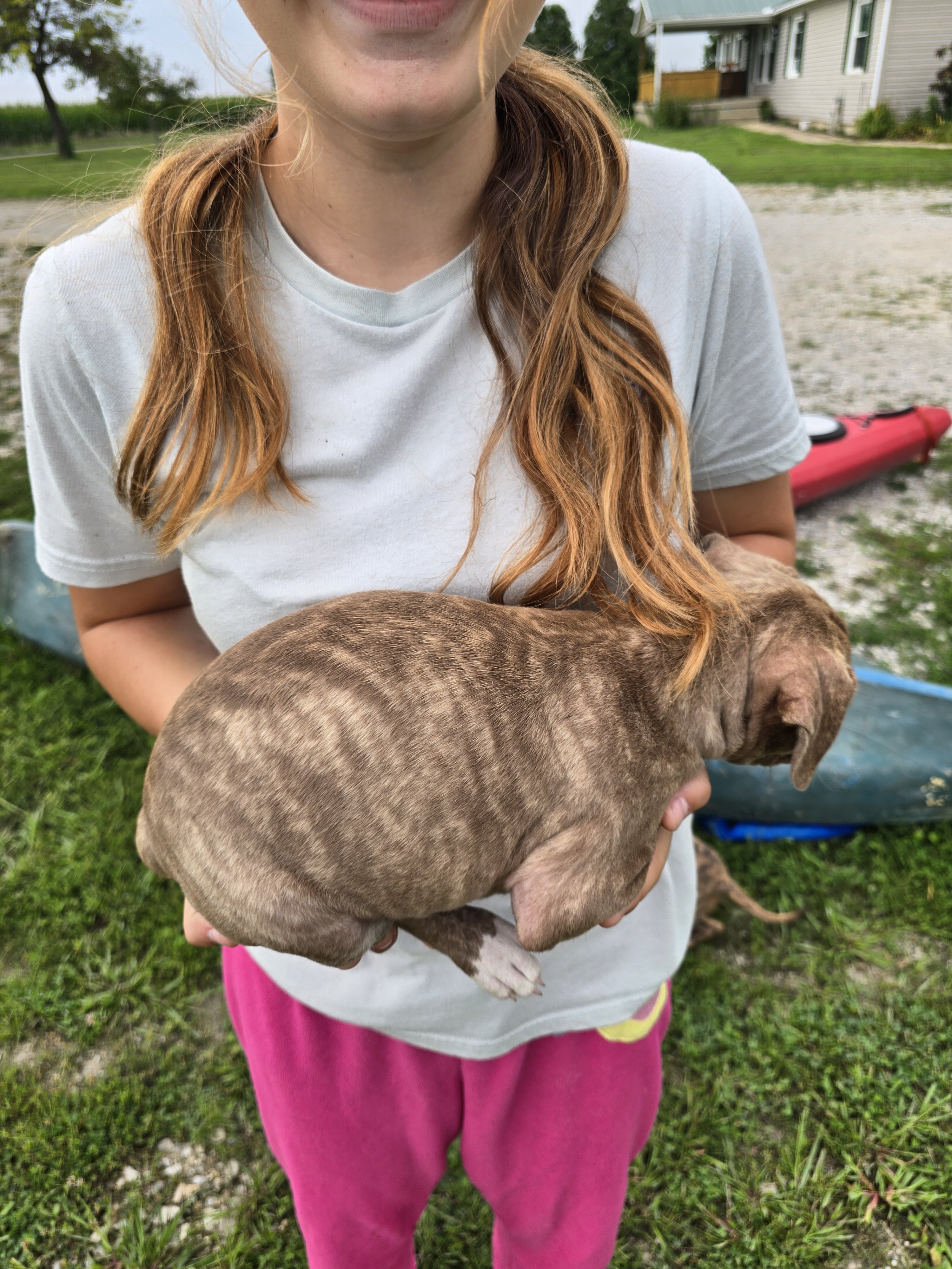 Puppies image 4