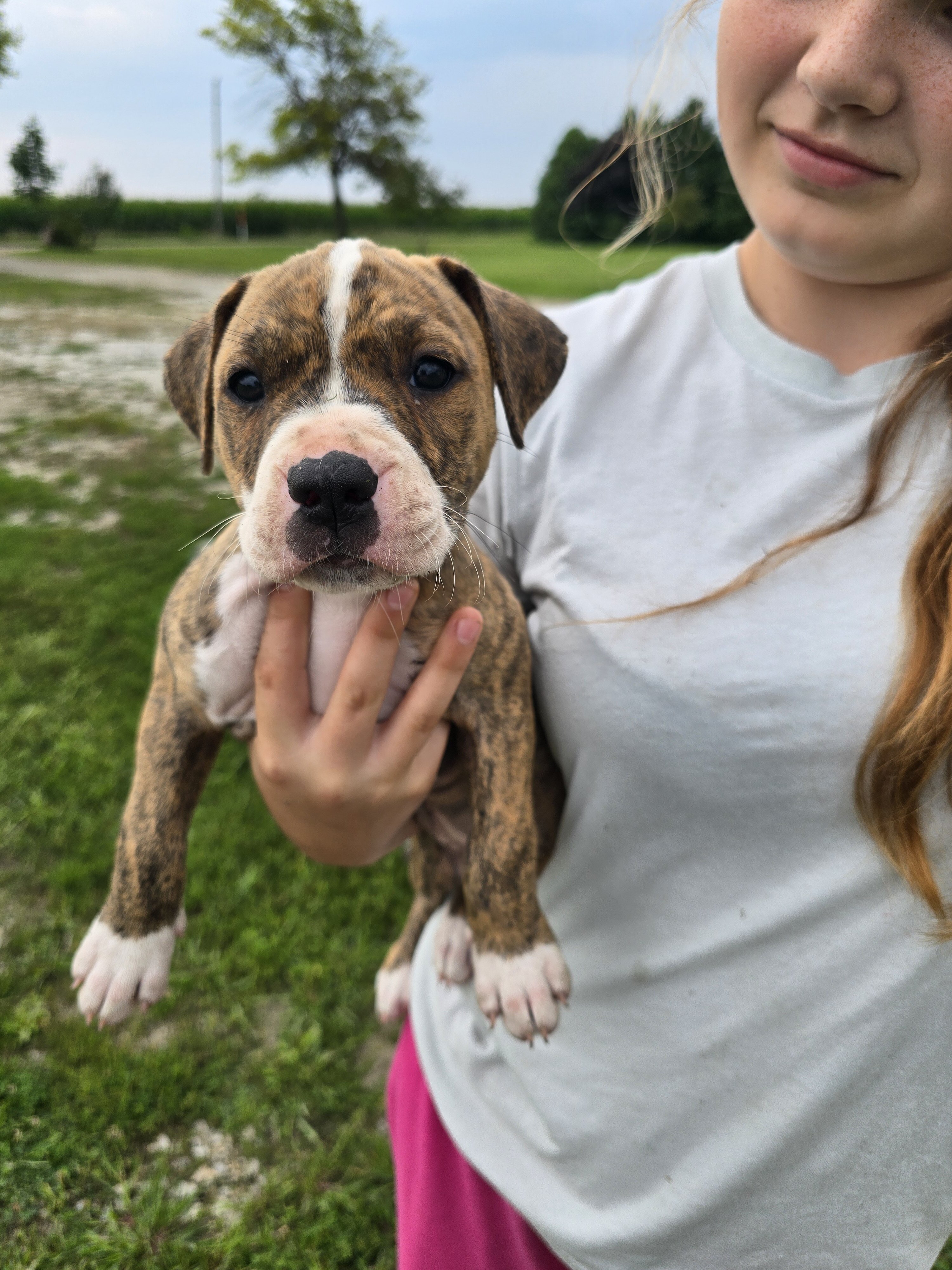 Puppies image 3