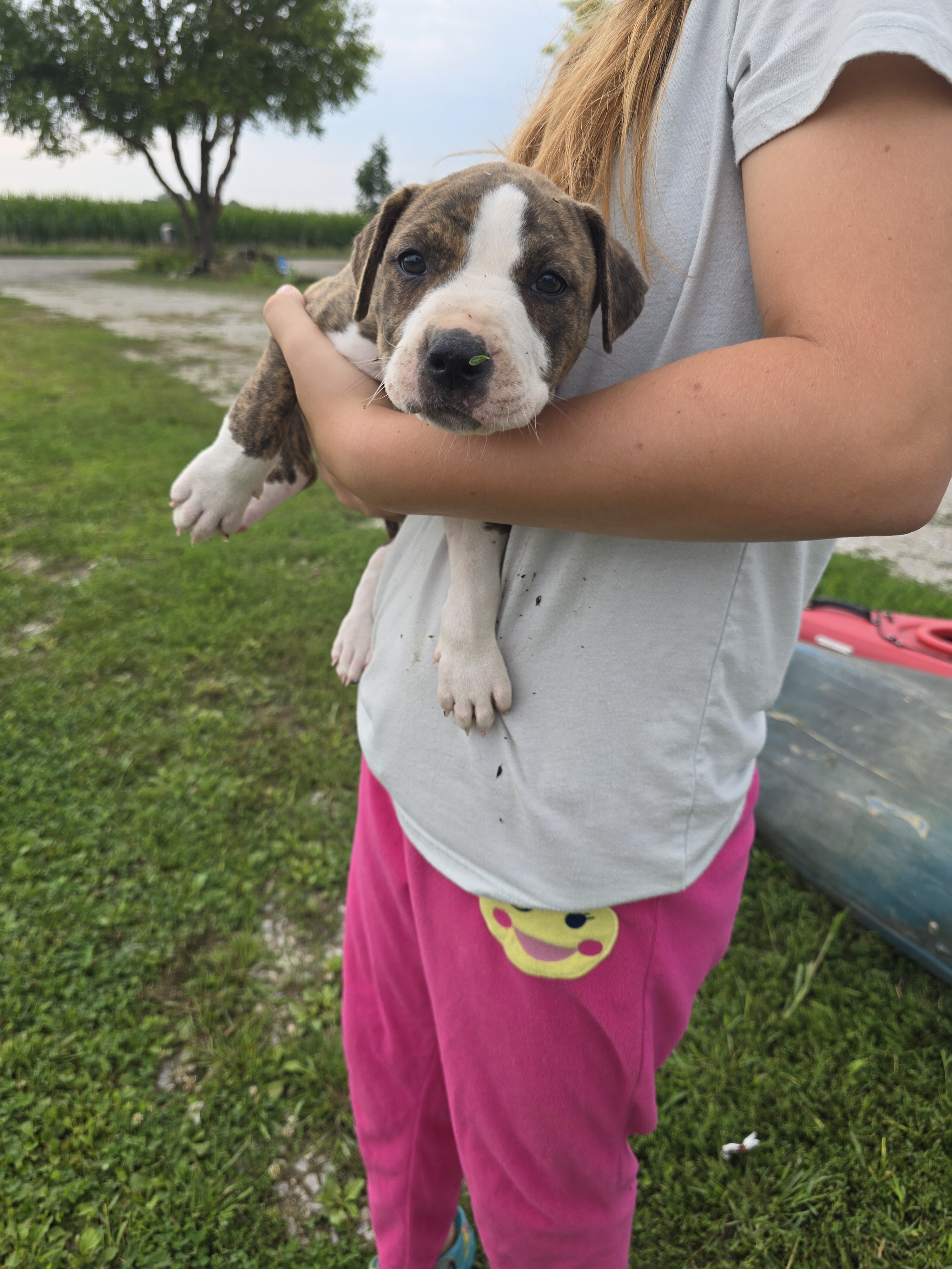Puppies image 1