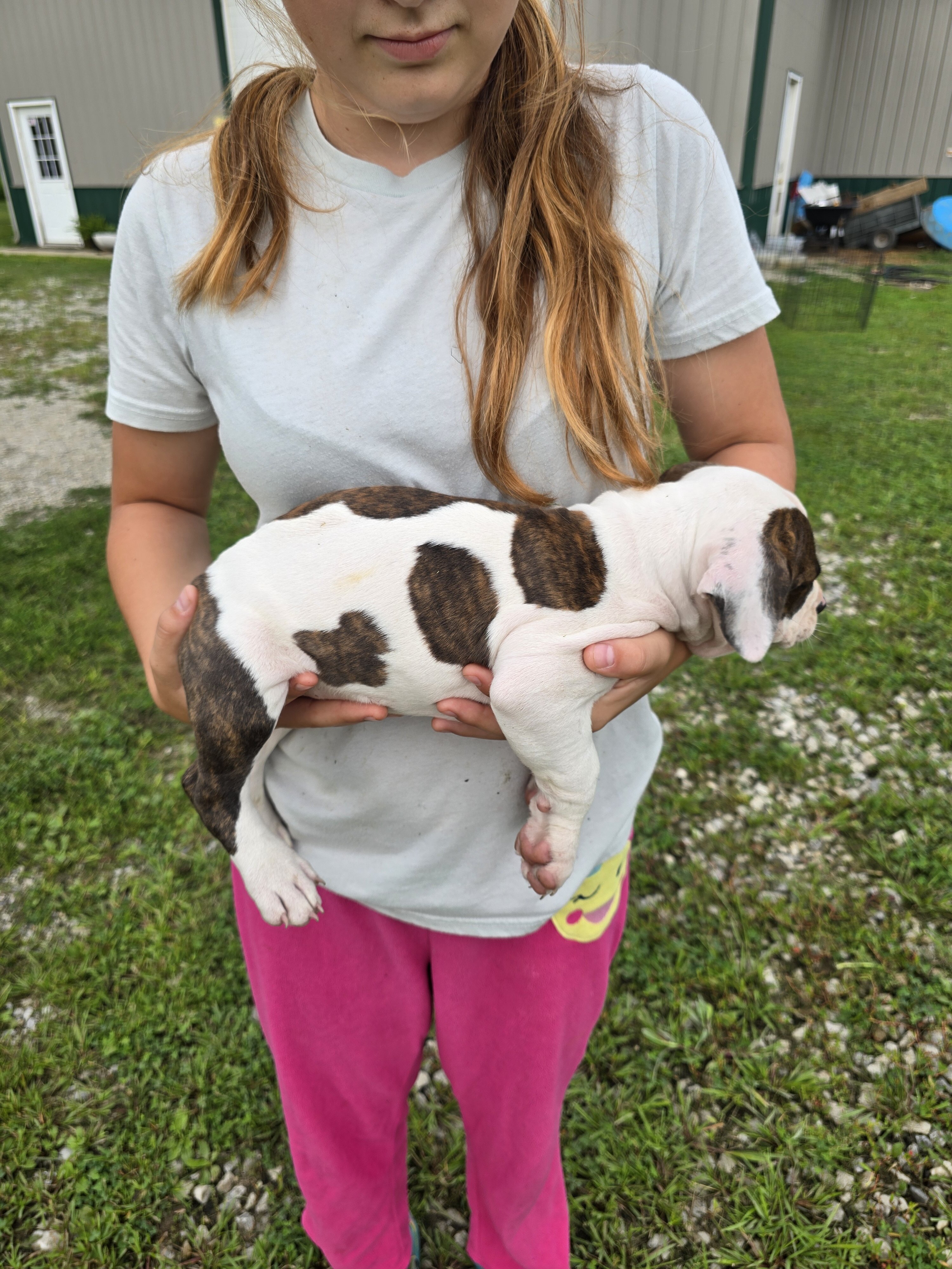 Puppies image 6