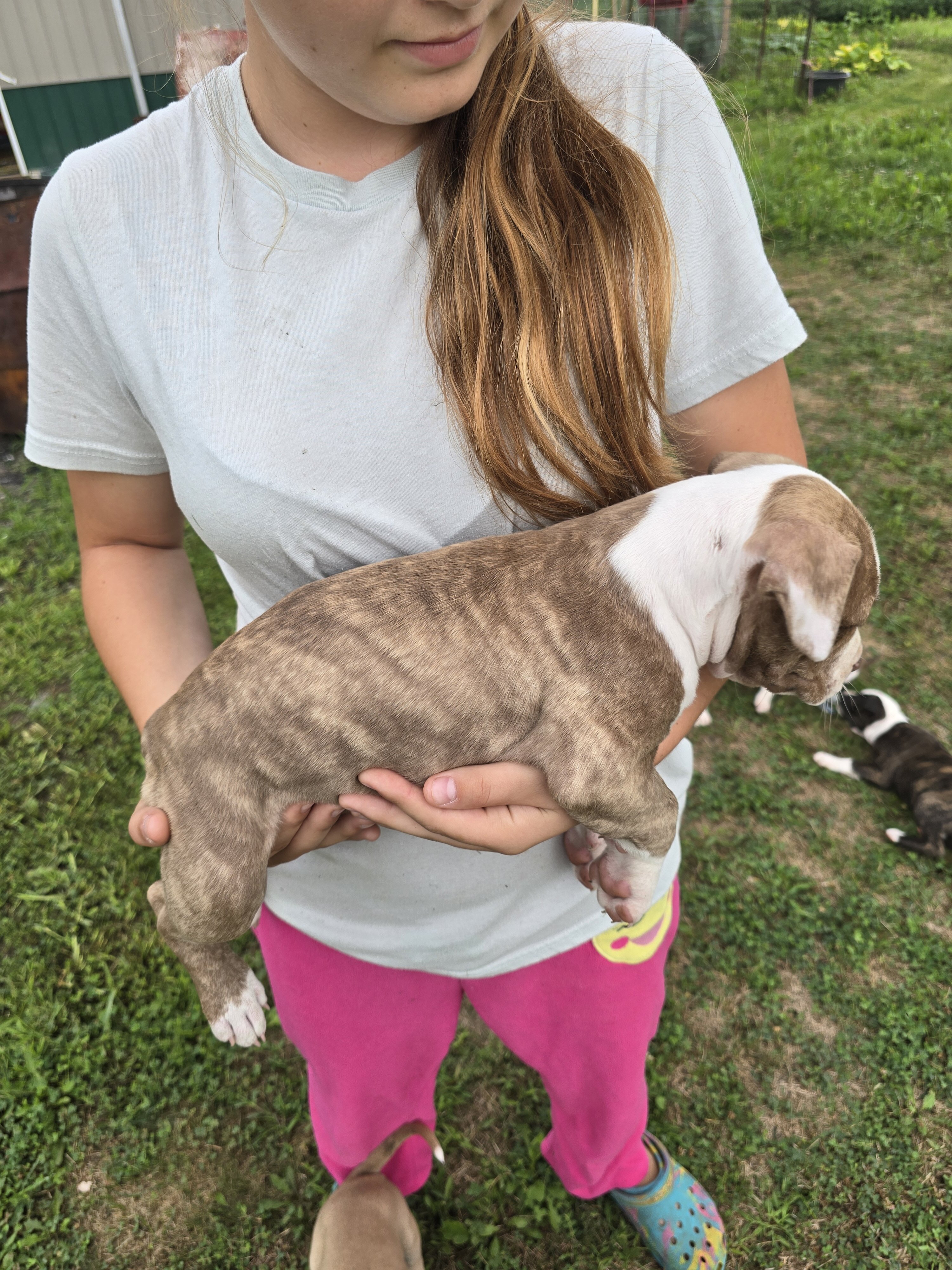 Puppies image 5