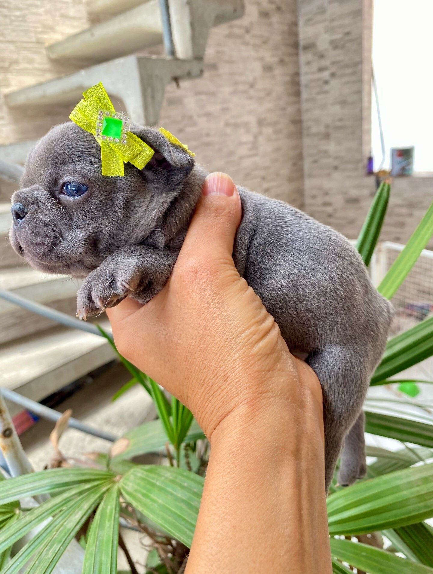 Frenchie bulldog image 3