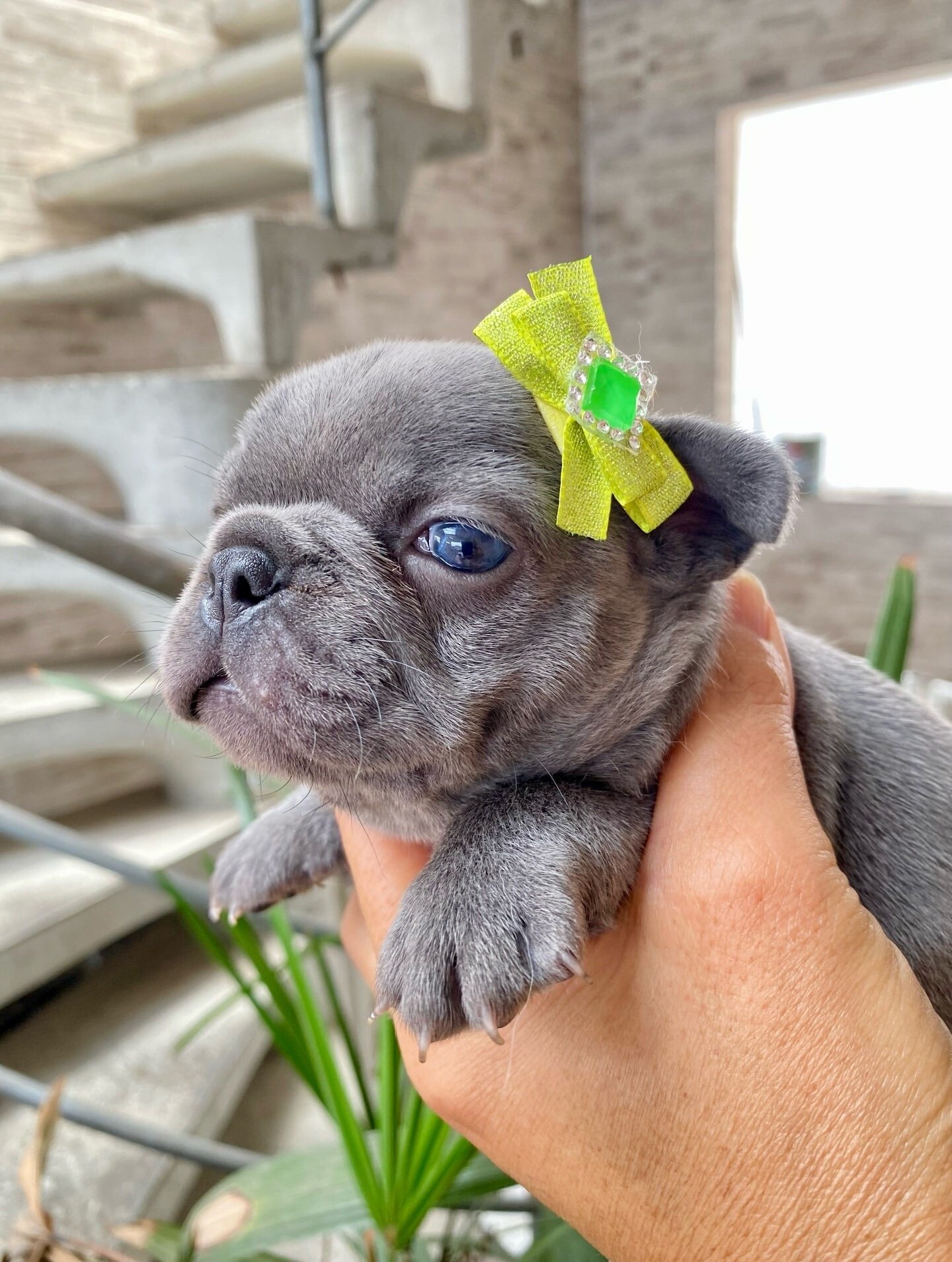 Frenchie bulldog image 2