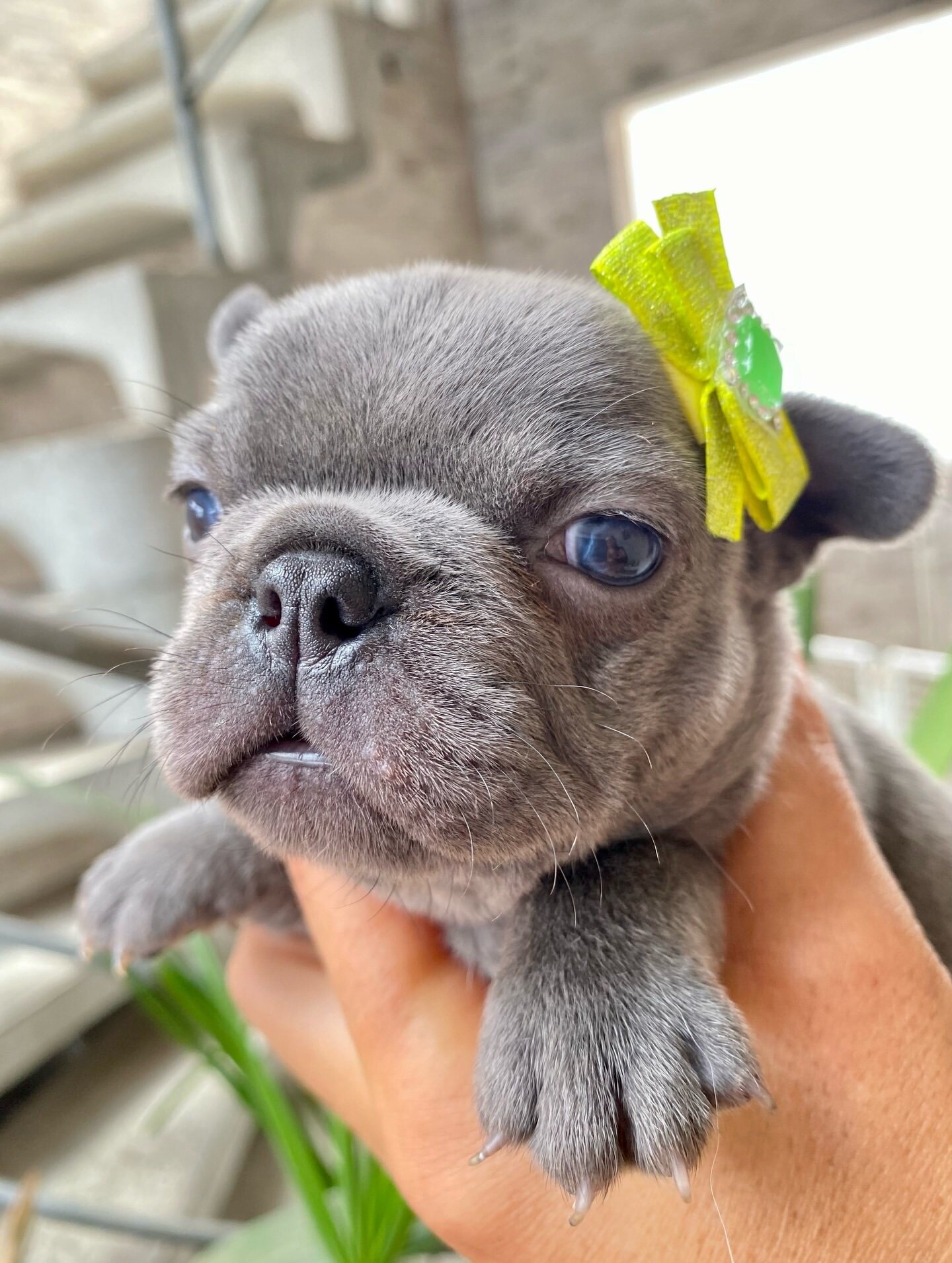 Frenchie bulldog image 1