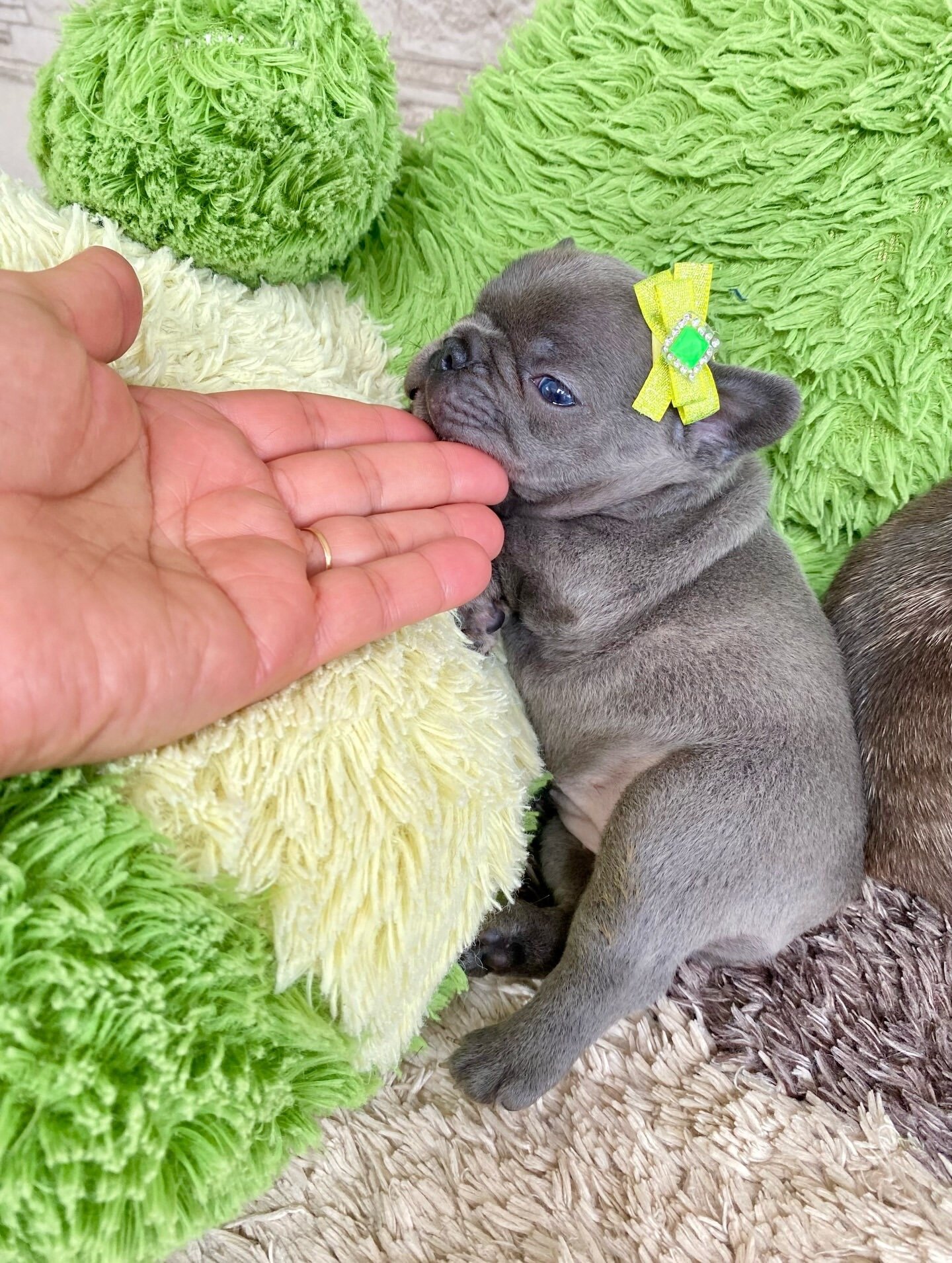 Frenchie bulldog image 4