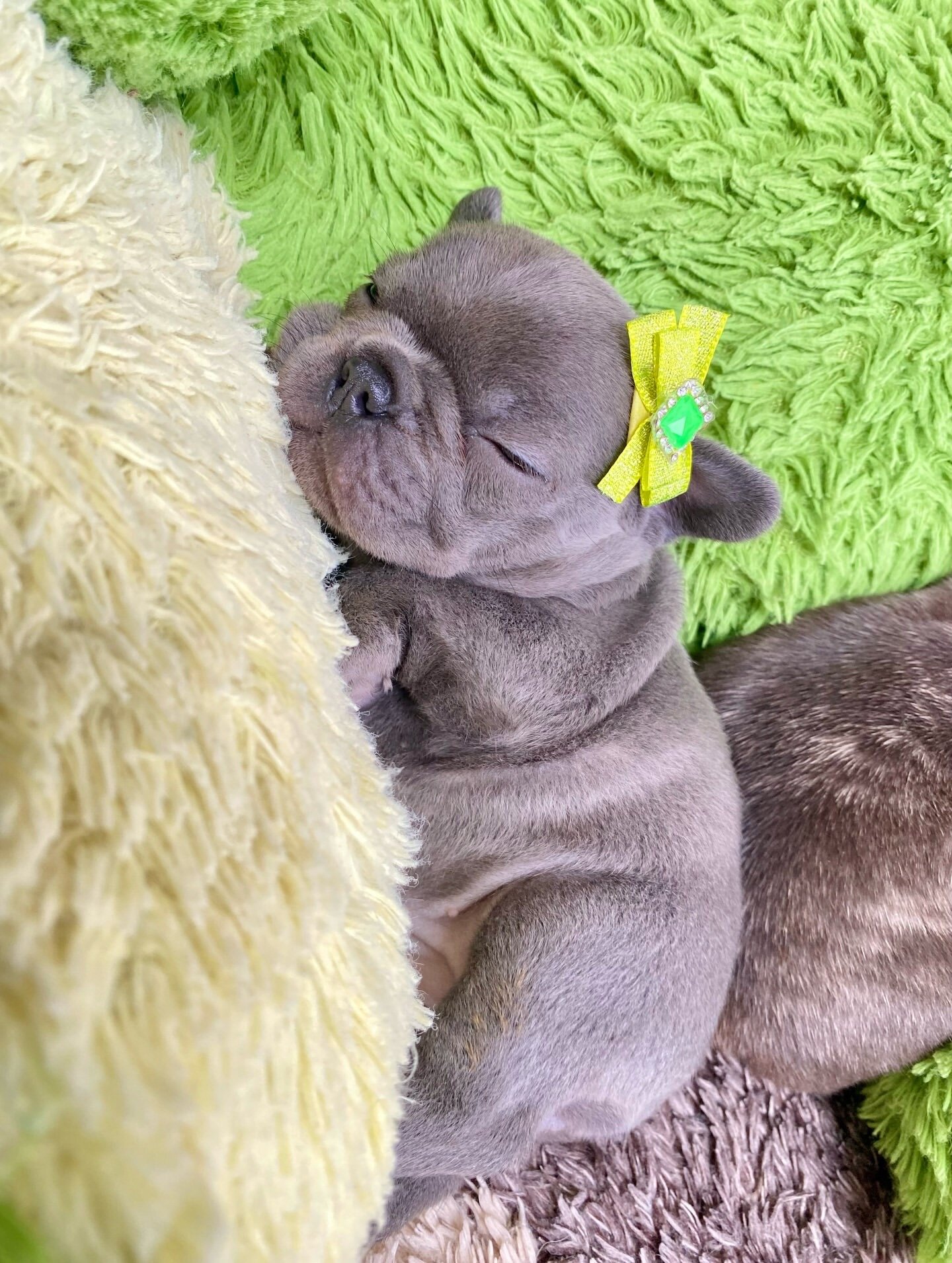Frenchie bulldog image 5