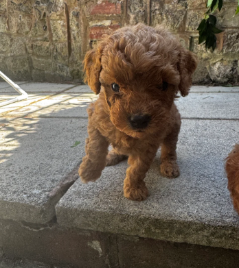 REDUCED LOOKING FOR THEIR FOREVER HOME image 6