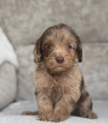 F1 health tested cockapoo puppies image 1