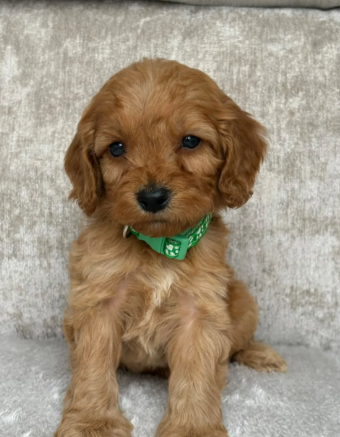 F1 health tested cockapoo puppies image 2
