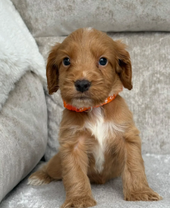 F1 health tested cockapoo puppies image 3