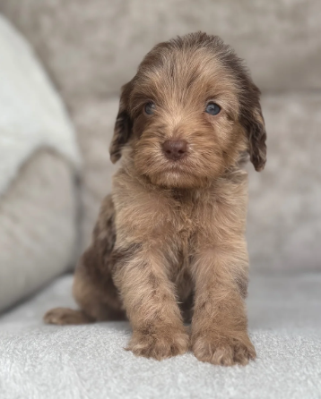 F1 health tested cockapoo puppies image 4
