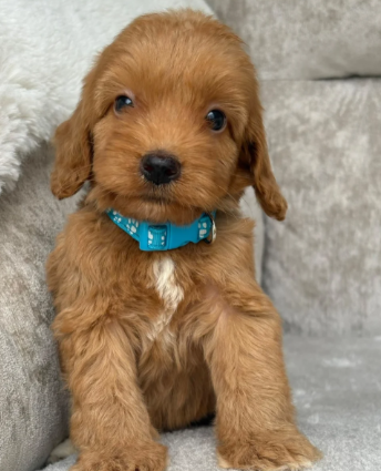 F1 health tested cockapoo puppies image 5