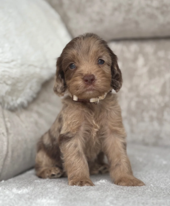F1 health tested cockapoo puppies image 6