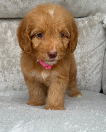 F1 health tested cockapoo puppies image 7