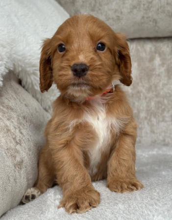 F1 health tested cockapoo puppies image 8