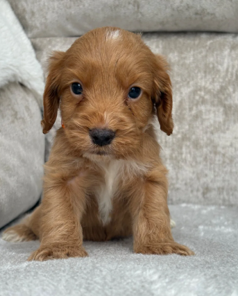 F1 health tested cockapoo puppies image 9