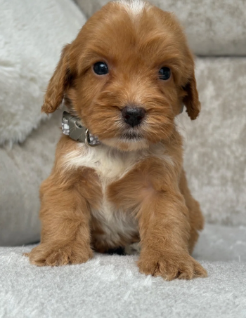 F1 health tested cockapoo puppies image 10