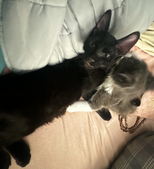 MaineCoon Kitty Mix image 4