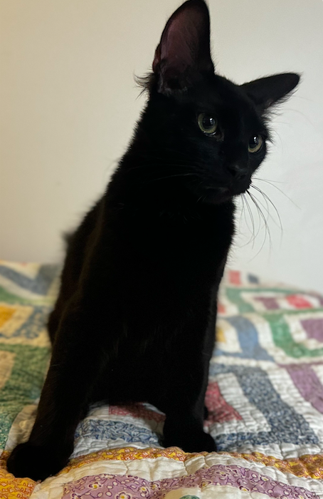 MaineCoon Kitty Mix image 3