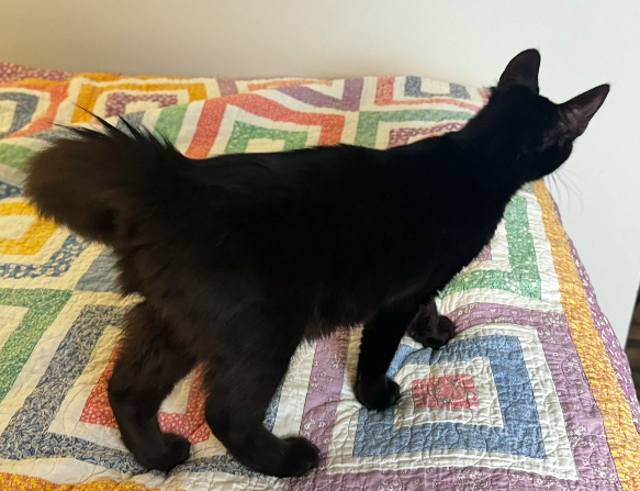 MaineCoon Kitty Mix image 5