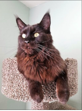 MaineCoon Kitty Mix image 10
