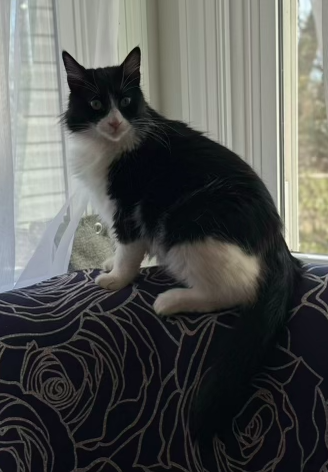 MaineCoon Kitty Mix image 9