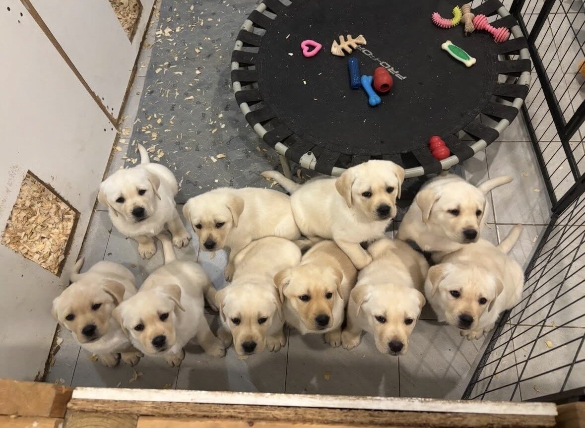 Labrador Puppies image 1