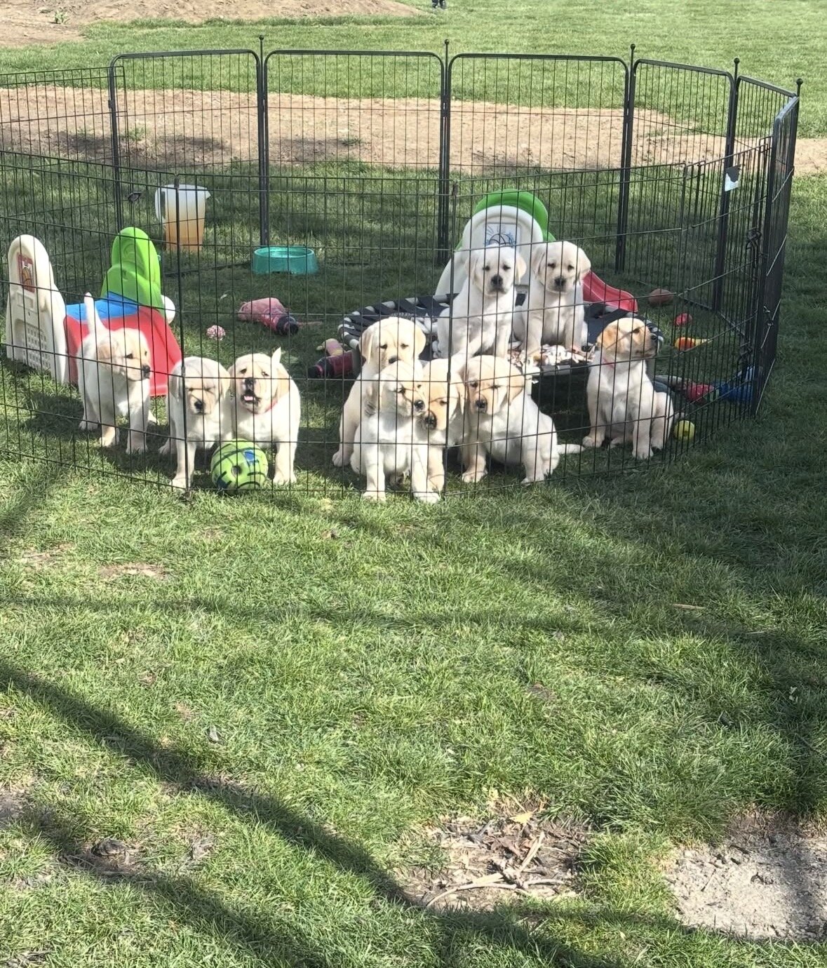 Labrador Puppies image 2