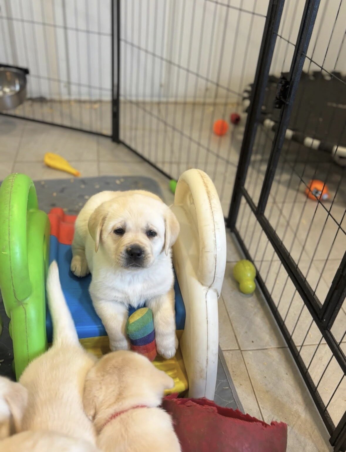 Labrador Puppies image 3