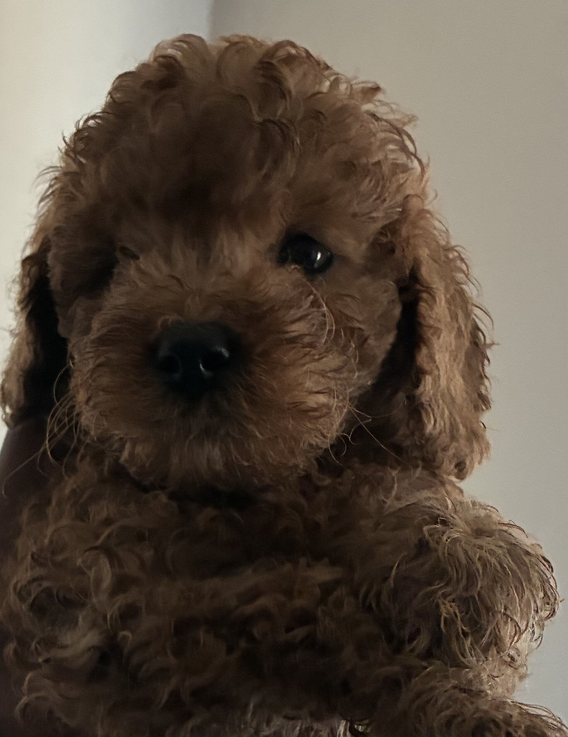 Cockapoo’s image 3