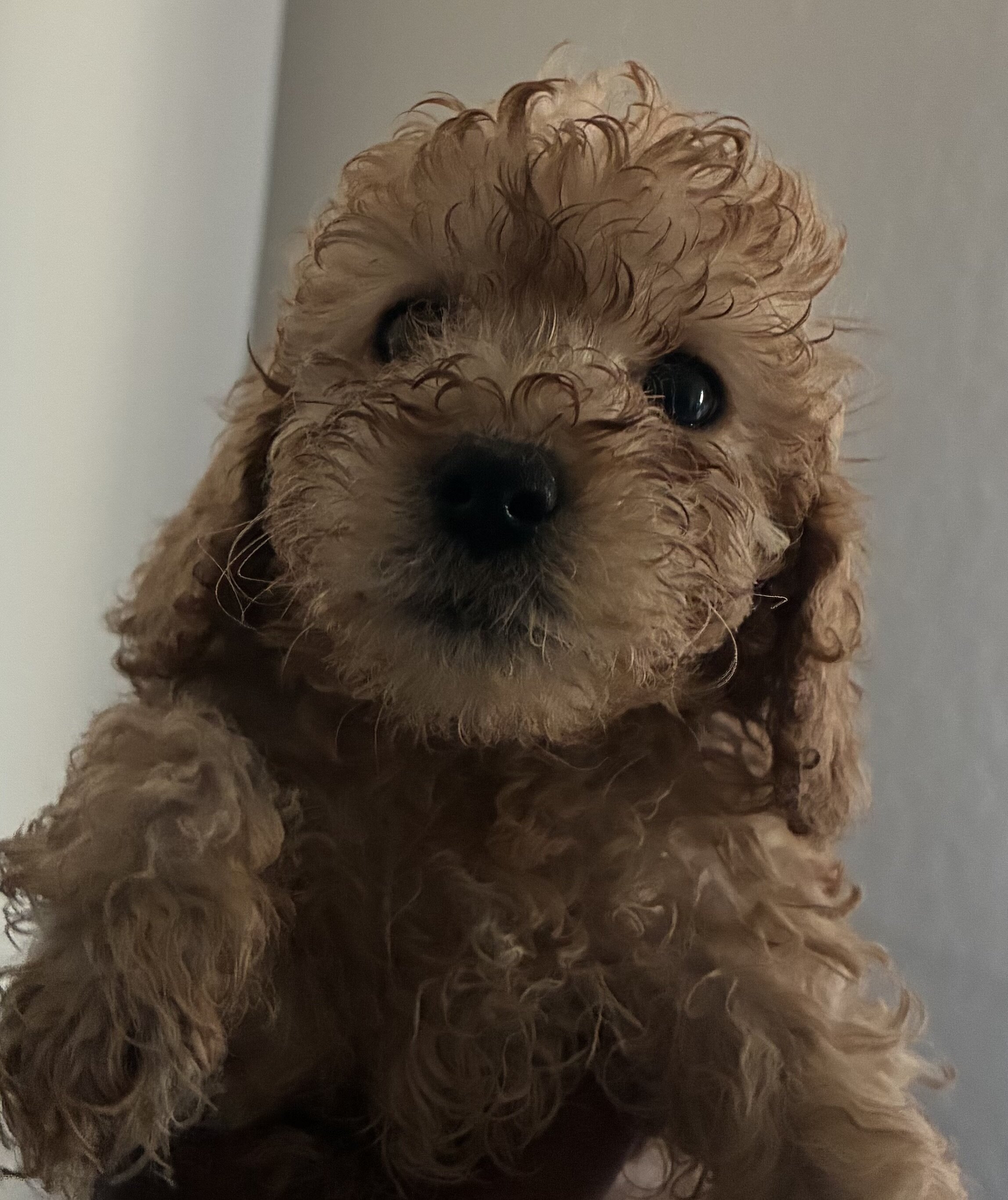Cockapoo’s image 2