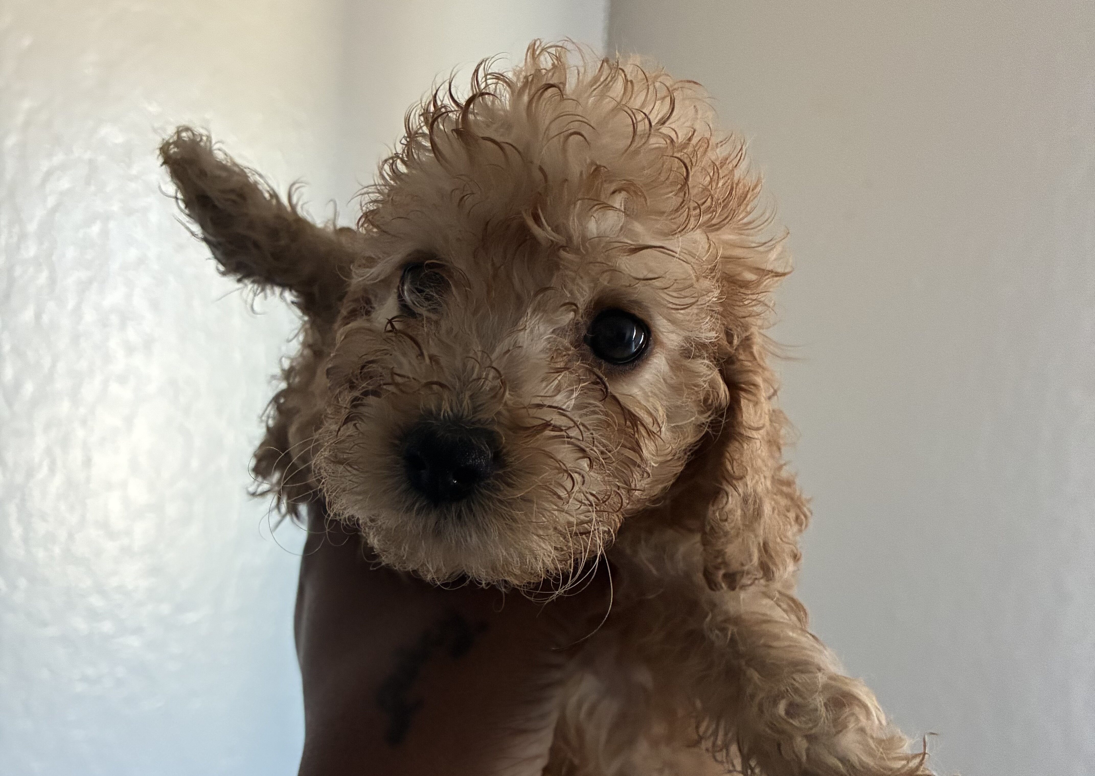 Cockapoo’s image 1