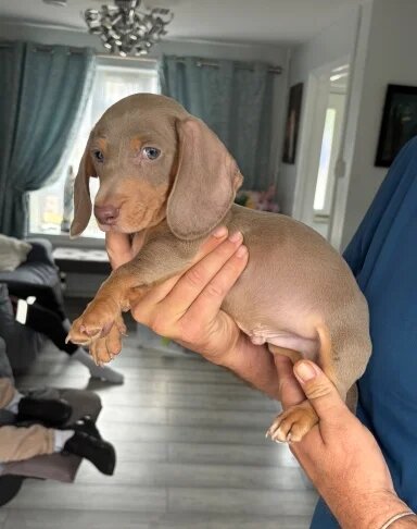 Isabella Tan Dachshund Puppies – 2 Males Available image 1