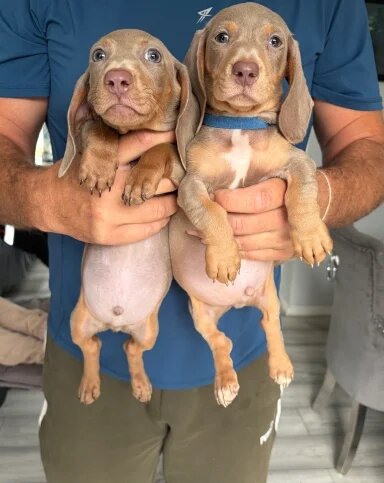 Isabella Tan Dachshund Puppies – 2 Males Available image 3