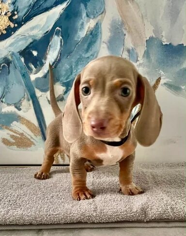 Isabella Tan Dachshund Puppies – 2 Males Available image 2