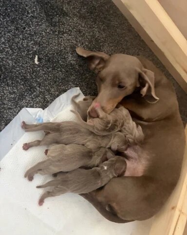 Isabella Tan Dachshund Puppies – 2 Males Available image 4