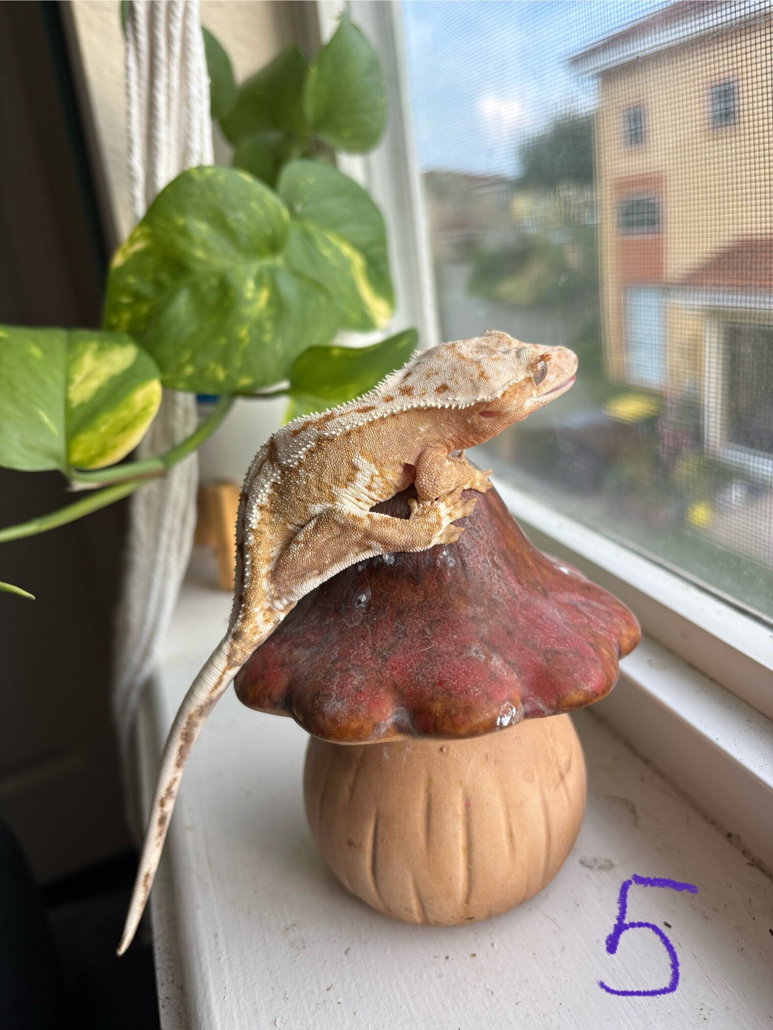 Crested geckos image 2