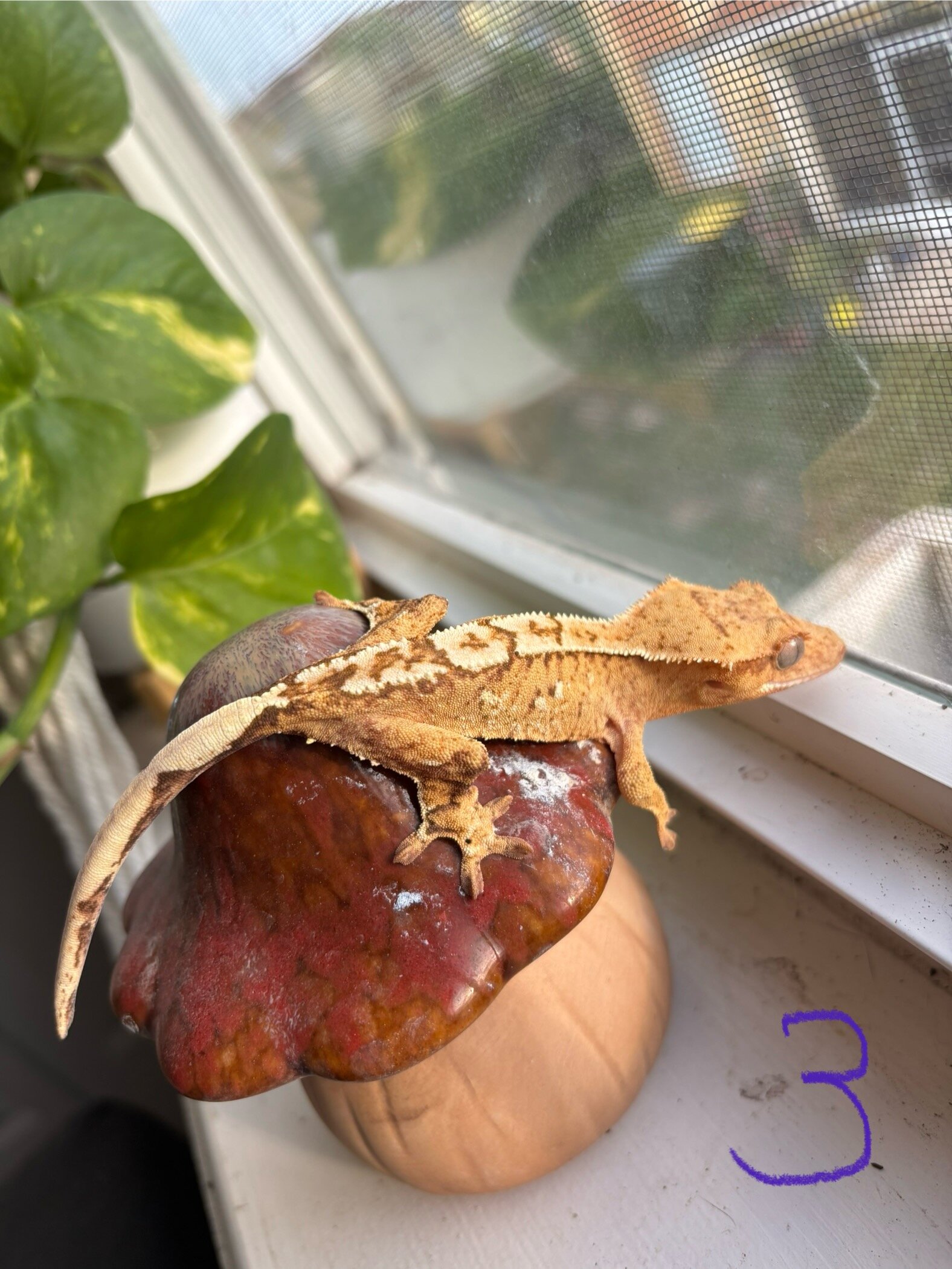 Crested geckos image 1