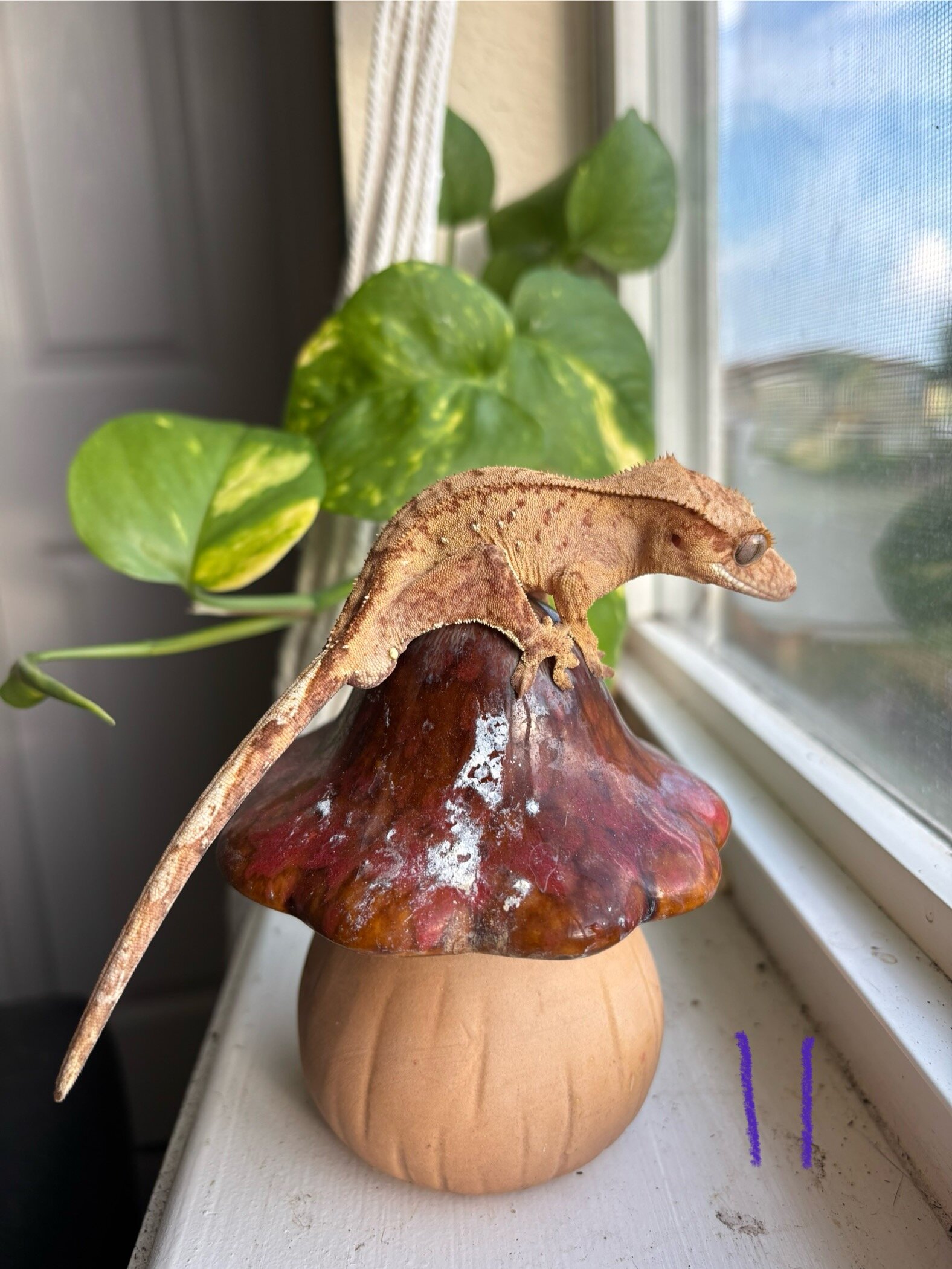 Crested geckos image 3