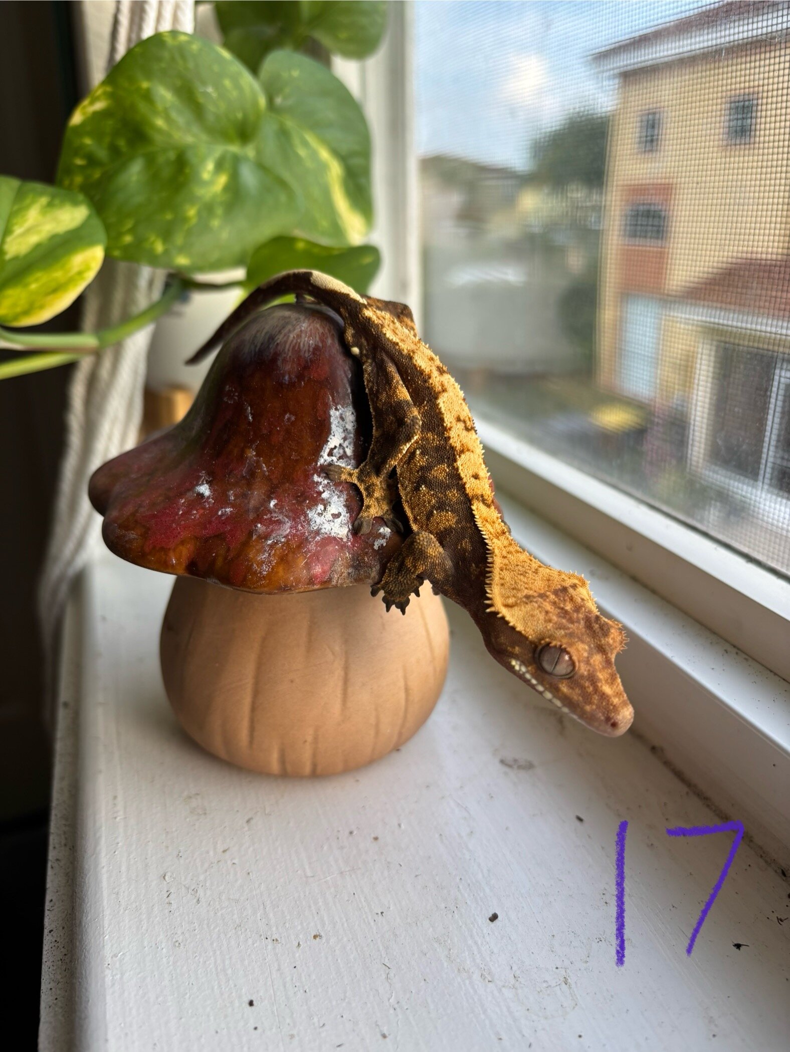 Crested geckos image 4
