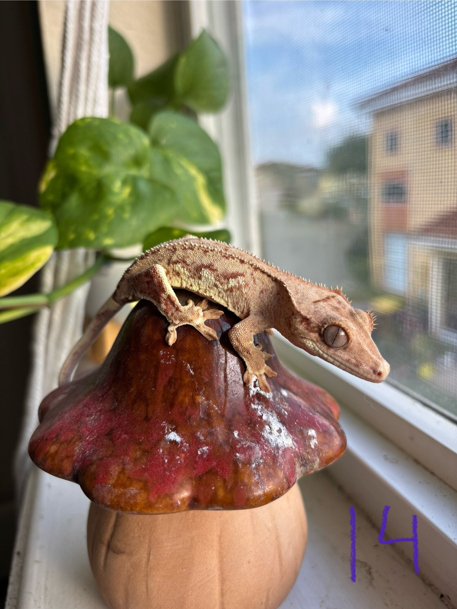 Crested geckos image 5