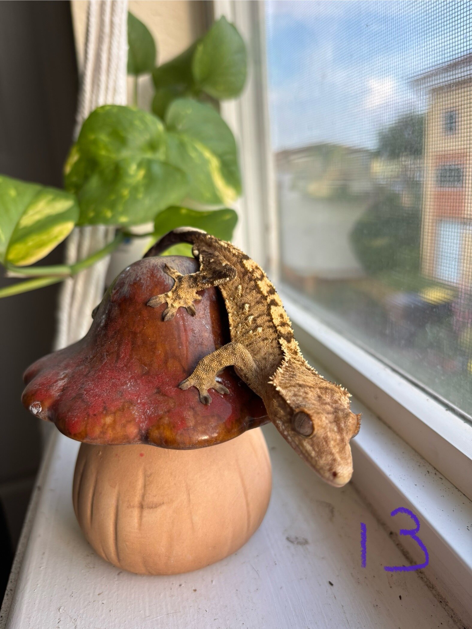 Crested geckos image 6