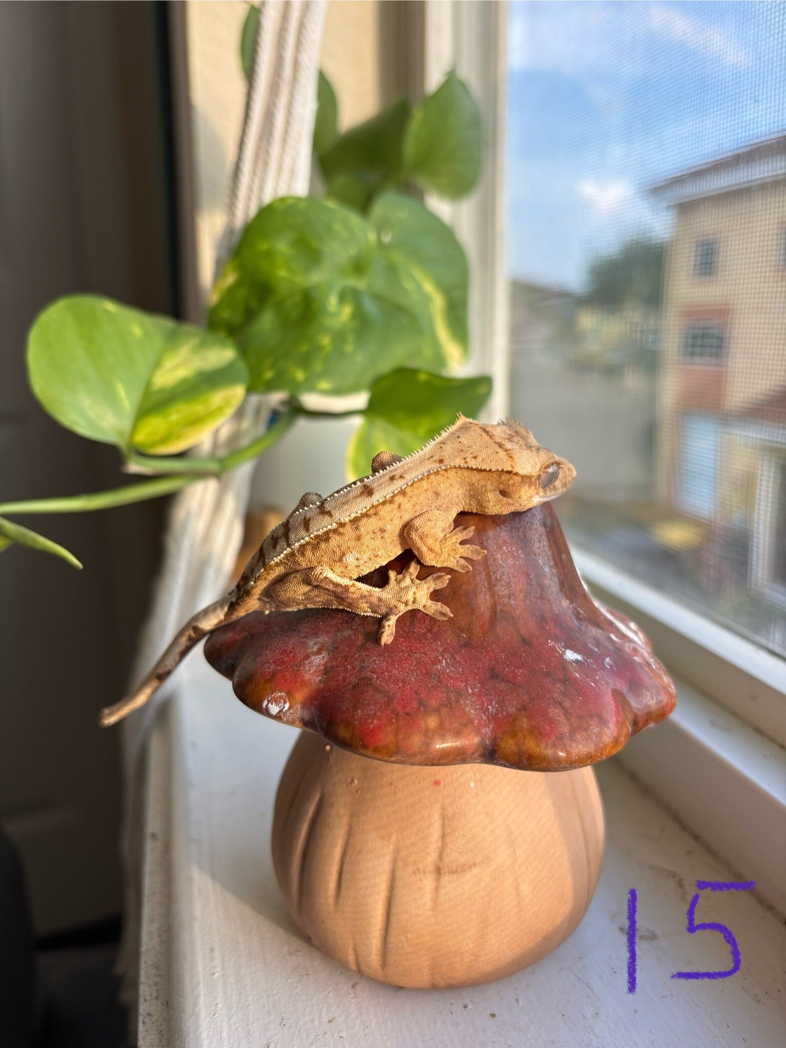 Crested geckos image 8