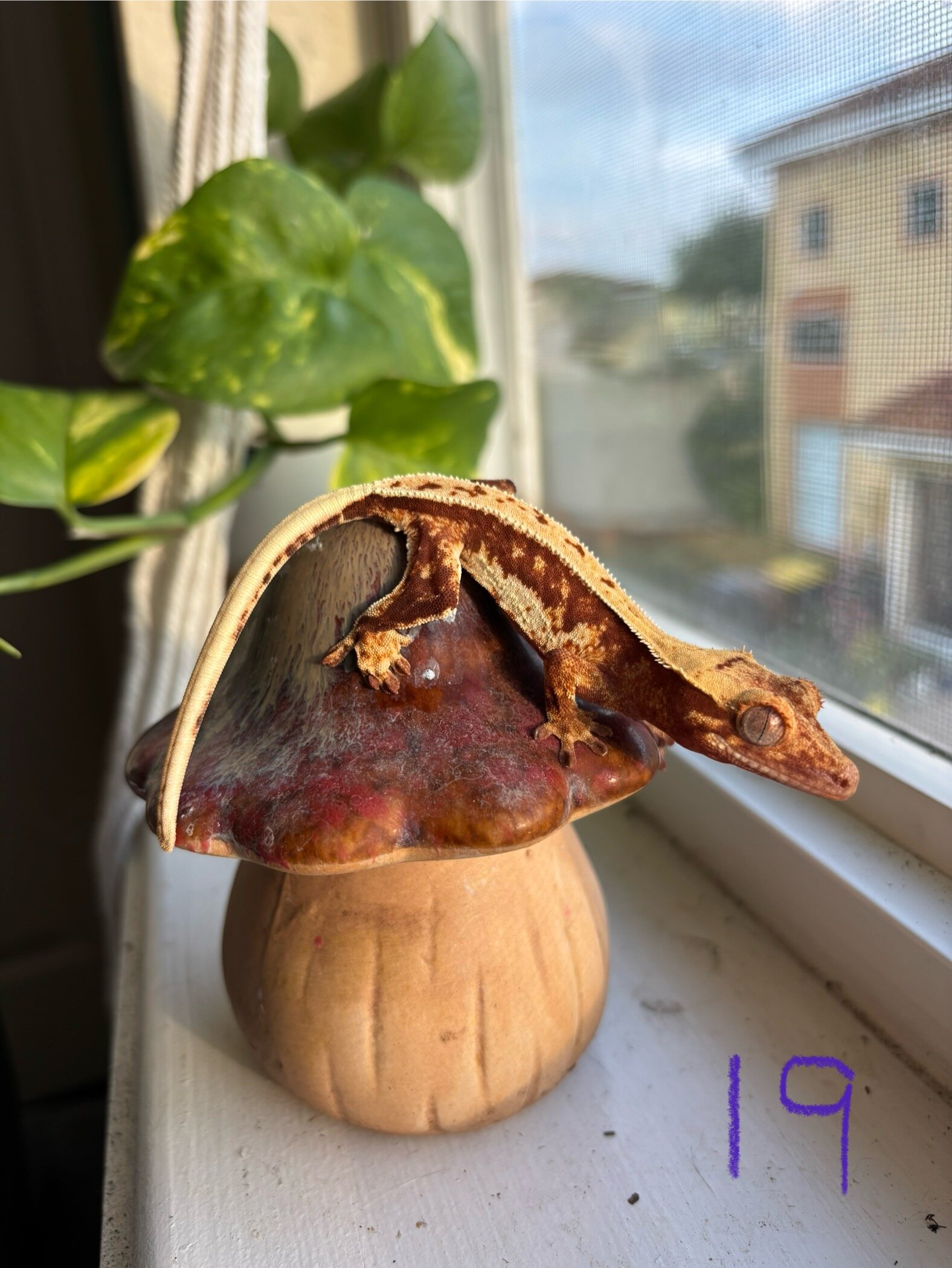 Crested geckos image 9