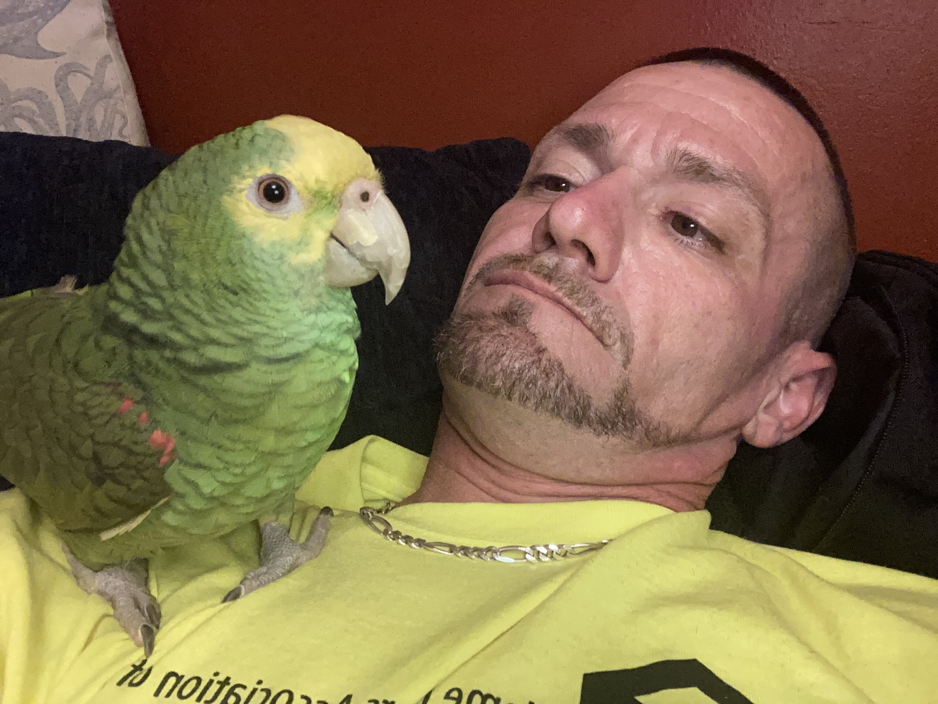 Double yellow headed Amazon parrot image 3