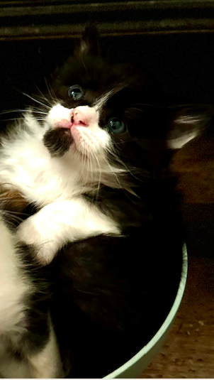 Ragdoll MaineCoon Mix Kitten image 2