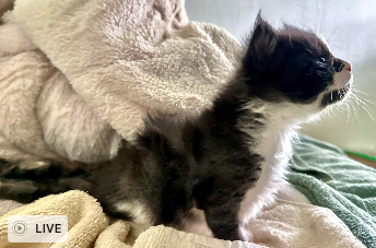 Ragdoll MaineCoon Mix Kitten image 3